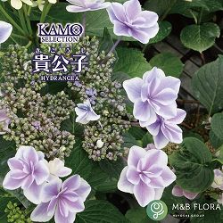 アジサイ：貴公子（キコウシ）3.5号ポット