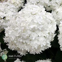 アジサイ：雪だるま5号鉢植え