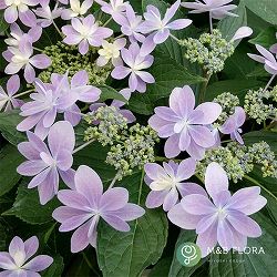 アジサイ：ありの侭（ありのまま）5号鉢植え