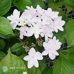 アジサイ：クララ5号鉢植え