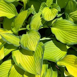 ギボウシ(ホスタ)：ゴールドスタンダード3.5号ポット