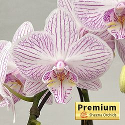 ミディコチョウラン：うらら2本立ち4号陶器鉢植え