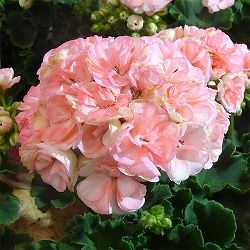 [26年4月上旬予約]ゼラニウム：ロザリア4号鉢植え*