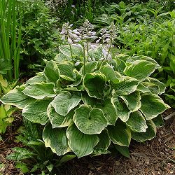 [26年4月下旬予約]ギボウシ（ホスタ）：クリスマスツリー4号ポット