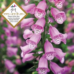 ジギタリス：パンサー4.5号ポット*