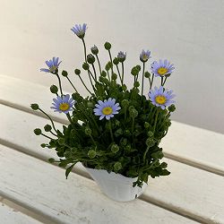 ブルーデージー（フェリシア）：べリシア（スカイ）3.5号ポット