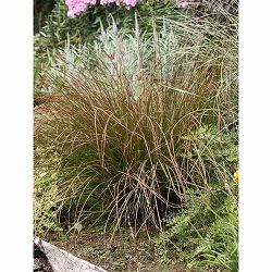 カレックス：テヌイクルミス2.5号ポット