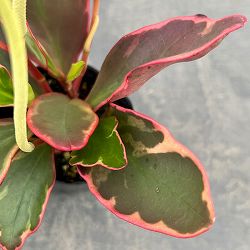 ぺぺロミア ：ジェリー　2.5号ポット