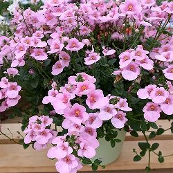 ディアスシア：ダーラ　ライトピンク3.5号ポット 12株セット