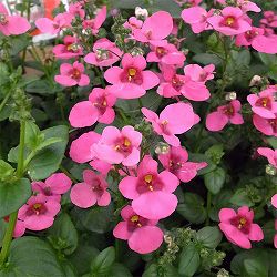 ディアスシア：ダーラ　ローズ3.5号ポット 6株セット