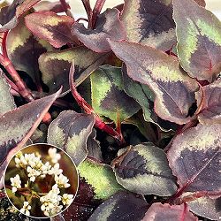 ペルシカリア・レッドドラゴン3.5号ポット