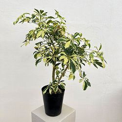 シェフレラ：ハッピーイエロー　 6号鉢植え26-01