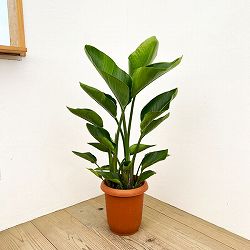 ストレリチア：オーガスタ　8号鉢植え*