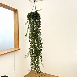 ヘデラ（アイビー・緑葉）：ピッツバーグ6号吊り鉢（長さ90cm以上）