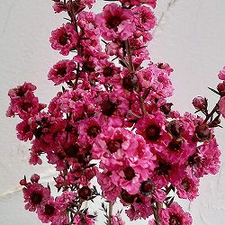 ギョリュウバイ：濃桃花八重3.5号ポット