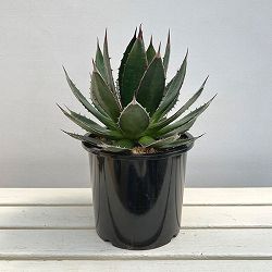 アガベ：ホリダ　7号鉢植え*