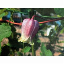 クレマチス：はいざわ（這澤）4号ポット（ビオルナ系）