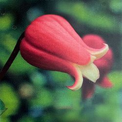 クレマチス：おしきり（押切）4号ポット（ビオルナ系）