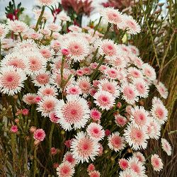 アクチノジウム：シャトルデイジー（夏越し大株）5号鉢植え*