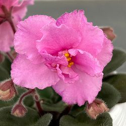 ミニセントポーリア：ロブス　スマーティパンツ 2.5号鉢植え