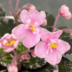 ミニセントポーリア：プレシャスピンク 2.5号鉢植え