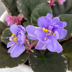 ミニセントポーリア：ディーンズ　バニーブルー 2.5号鉢植え