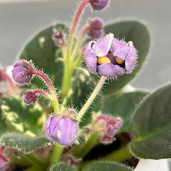 ミニセントポーリア：シャールズ　ブライトスカイ 2.5号鉢植え