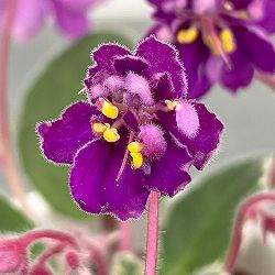 ミニセントポーリア：OG No.1 2.5号鉢植え