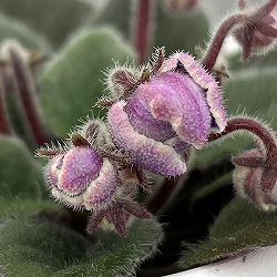 ミニセントポーリア：リトル　アズライト 2.5号鉢植え