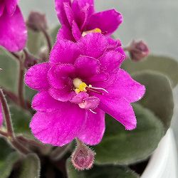 ミニセントポーリア：チェリー 2.5号鉢植え