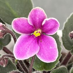 ミニセントポーリア：リトル　アズライトラズベリー 2.5号鉢植え