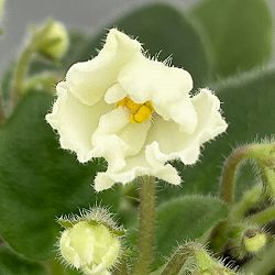 ミニセントポーリア：フロステッド　デニム（白） 2.5号鉢植え