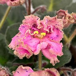 ミニセントポーリア：ロブス　ラフスタッフ 2.5号鉢植え