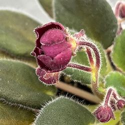 ミニセントポーリア：サザン　スプリングタイム 2.5号鉢植え