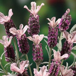 [26年4月上旬予約]フレンチラベンダー：プリンセスゴースト6号ポット