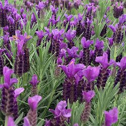 [26年4月上旬予約]フレンチラベンダー：ナイトオブパッション6号ポット