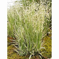 ブリザ メディア　ラッセルズ3号ポット