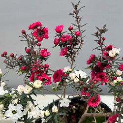 ギョリュウバイ：桃白八重（二色）3.5号ポット