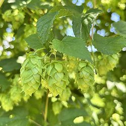 [26年4月上旬予約]ホップ（セイヨウカラハナソウ）カイコガネ（甲斐黄金）雌株3号ポット*