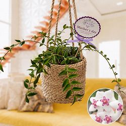 [送料無料][2026年 母の日ギフト][予約]ホヤ：ベラ 4号　ジュートのハンギングポット入り