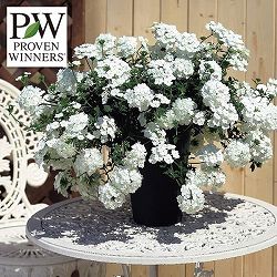 [26年4月下旬予約]バーベナ：スーパーべナホワイト5号鉢植