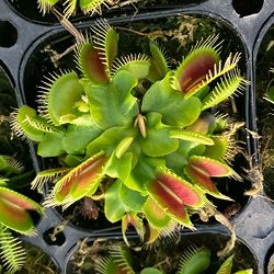 ハエトリソウ（ディオネア）：ジャイアンツトラップ　3.5号鉢入り