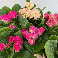 プリムラ：ポリアンサ　サクラサクラ4号鉢