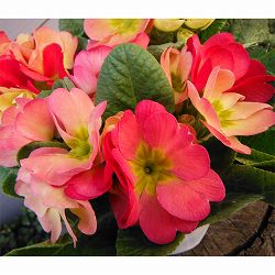 プリムラ：ポリアンサ　アートカラー4号鉢