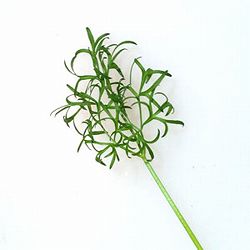 ナリーパクチー3号ポット苗