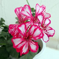 アイビーゼラニウム：ルーレット バイカラー系3.5号ポット