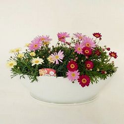 [26年4月上旬予約]マーガレット：3色寄せ7号鉢植え（花色おまかせ）