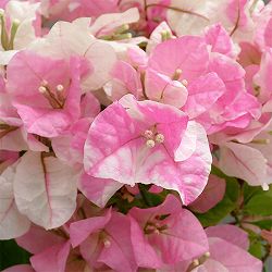 [春の鉢花予約]ブーゲンビレア：サンパフェ 5号鉢植え（ブーケリッチ仕立て）