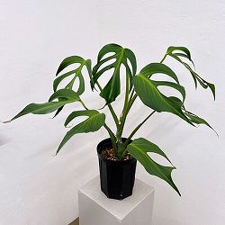 モンステラ：バールマルクスフレーム　6号鉢植え26-01