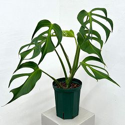 モンステラ：バールマルクスフレーム　6号鉢植え26-02